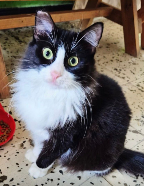 Osita
