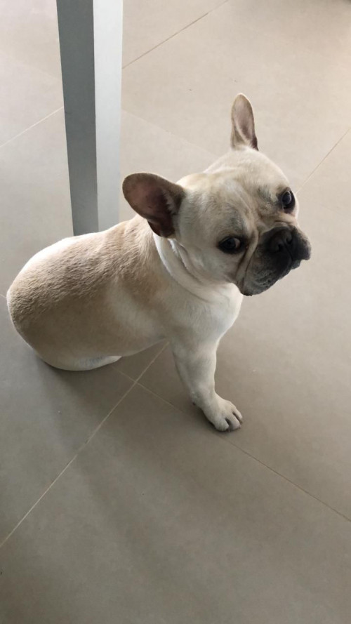 Budi