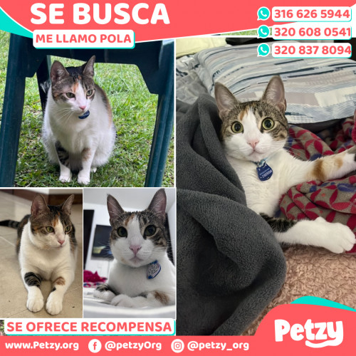 Foto de mascota Pola