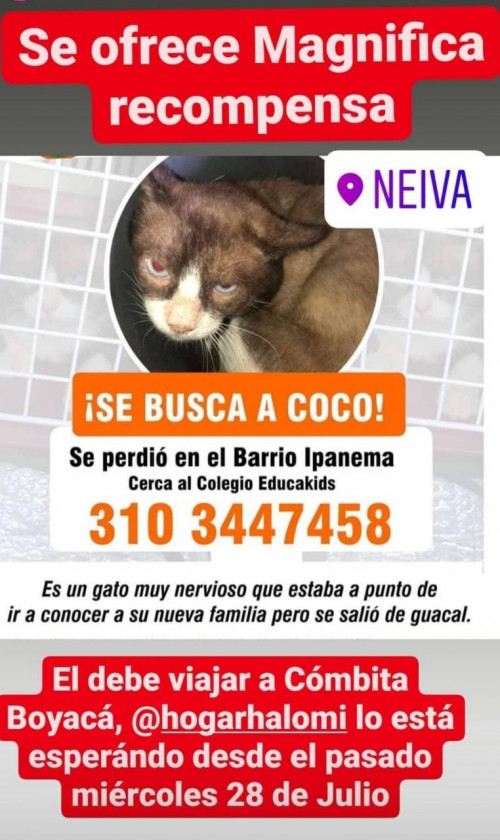 Coco