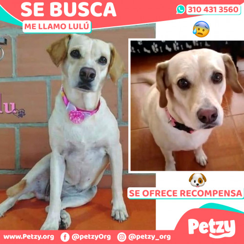 Foto de mascota Lulú