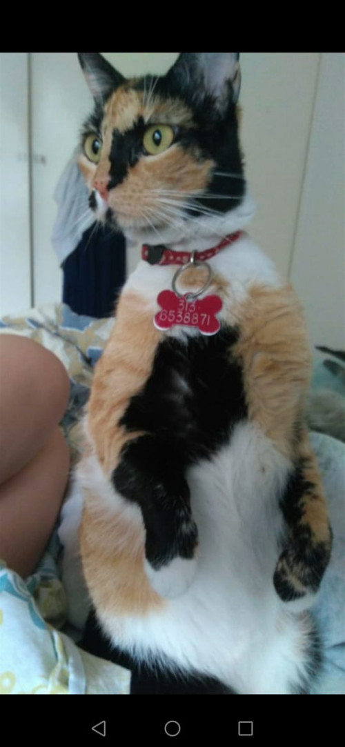 Mía