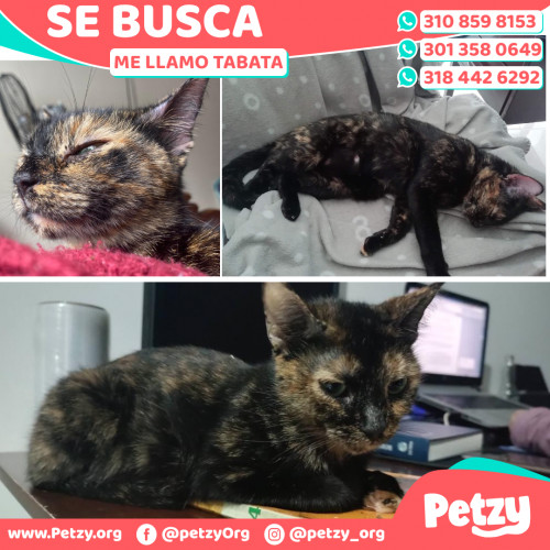 Foto de mascota Tabata