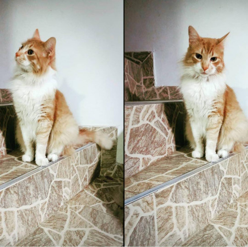 Gaturro