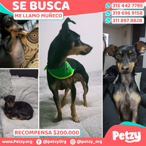 Foto de mascota Muñeco