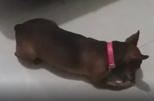 Niña