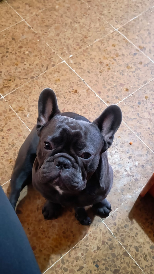 Maxi