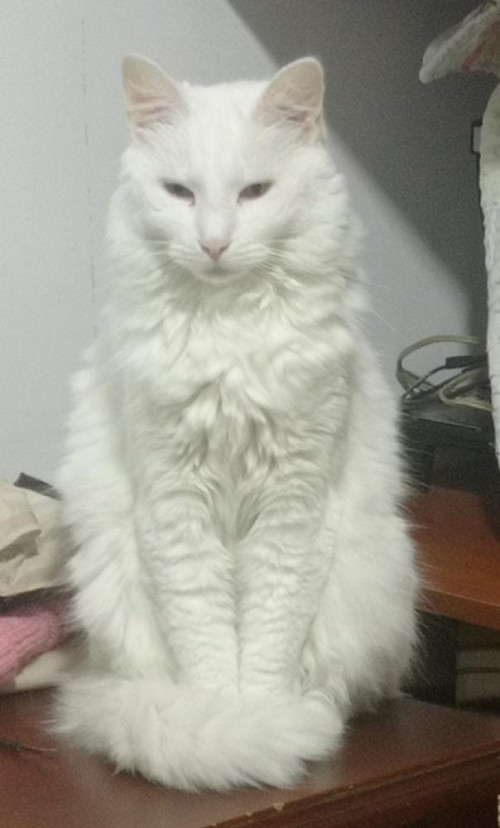 Princesa