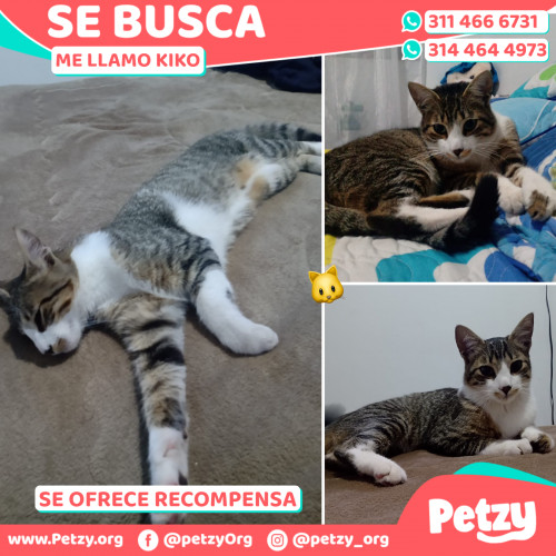 Foto de mascota Kiko