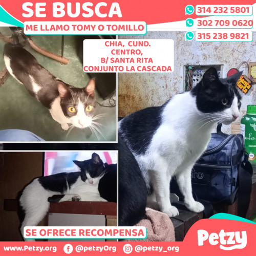 Foto de mascota Tomy O Tomillo