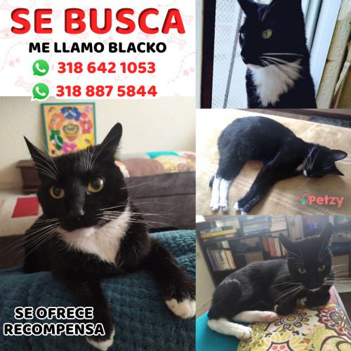 Foto de mascota Blacko