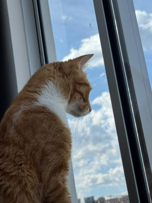 Simba