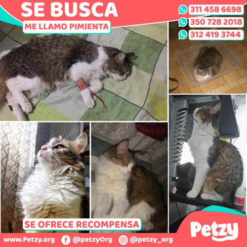 Foto de mascota Pimienta