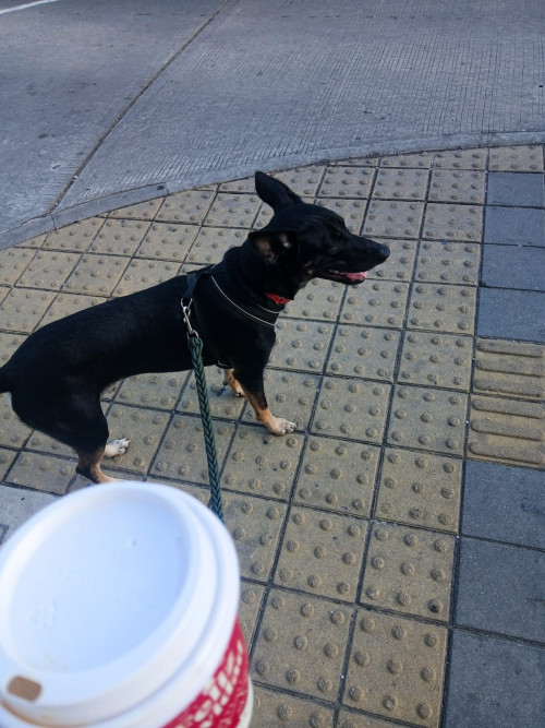 Otto
