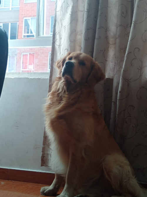 Goly