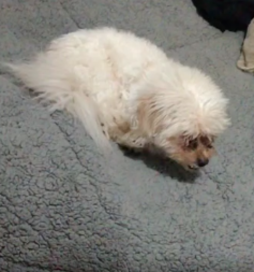 Toby