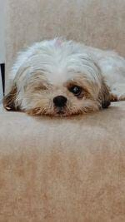 Sachi