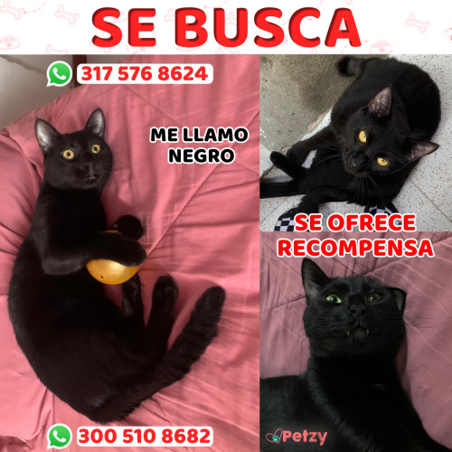 Foto de mascota Negro 