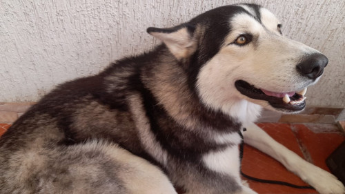Balto