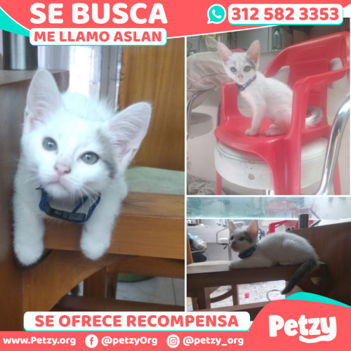 Foto de mascota Aslan