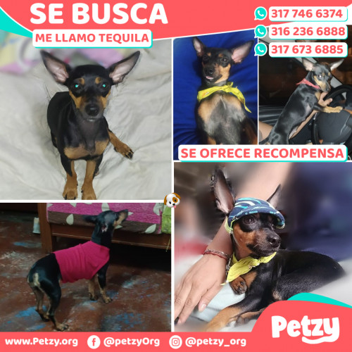 Foto de mascota Tequila