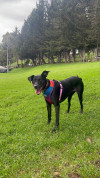 Foto de Nala en  Bogotá #1