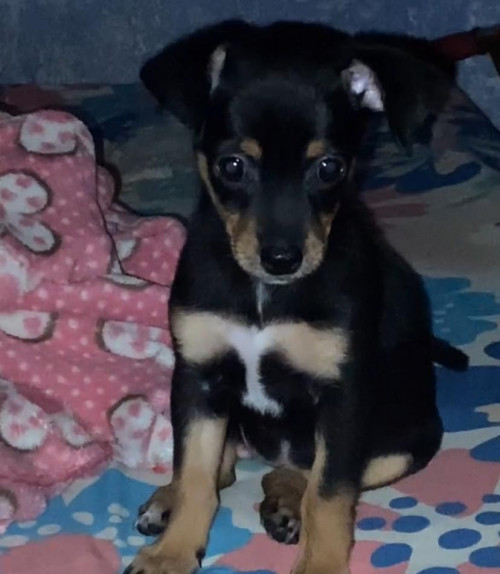 Maya