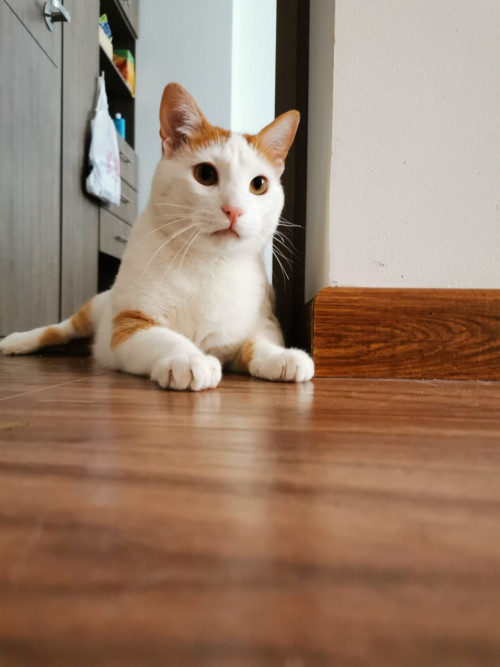 Haku