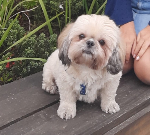 Benji