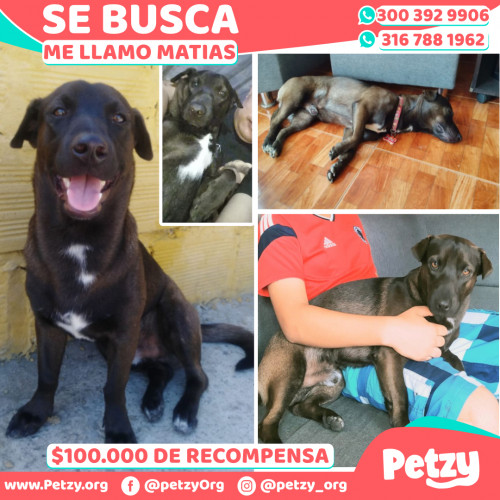 Foto de mascota Matias