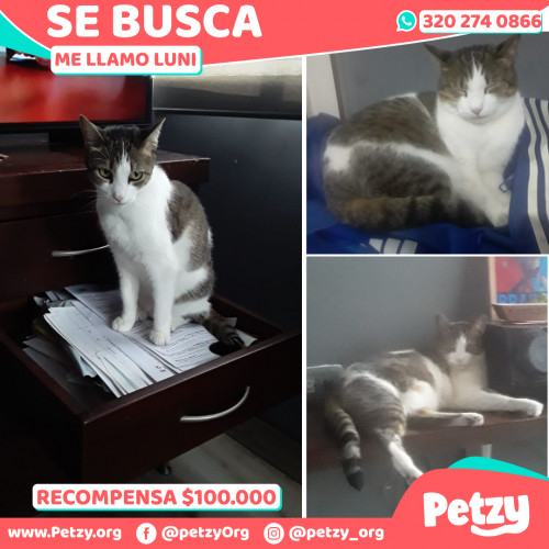 Foto de mascota Luni