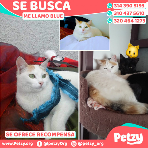 Foto de mascota Blue