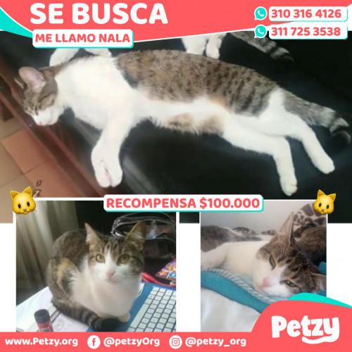 Foto de mascota Nala