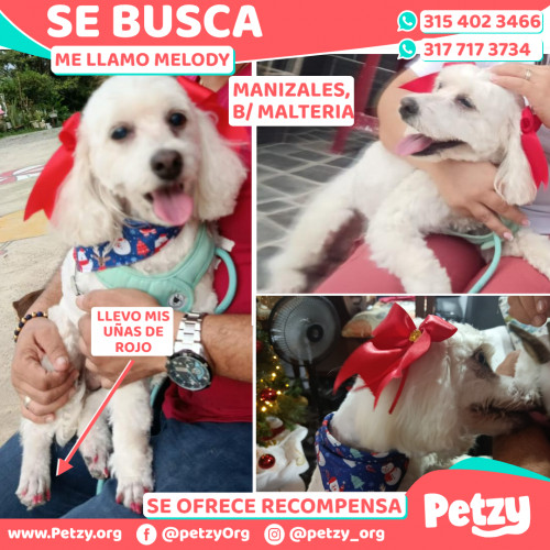 Foto de mascota Melody