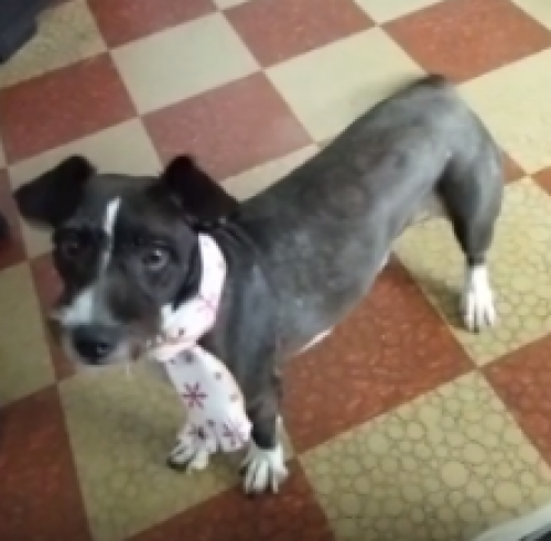 Muñeca