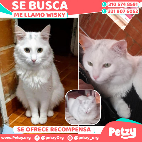 Foto de mascota Wisky