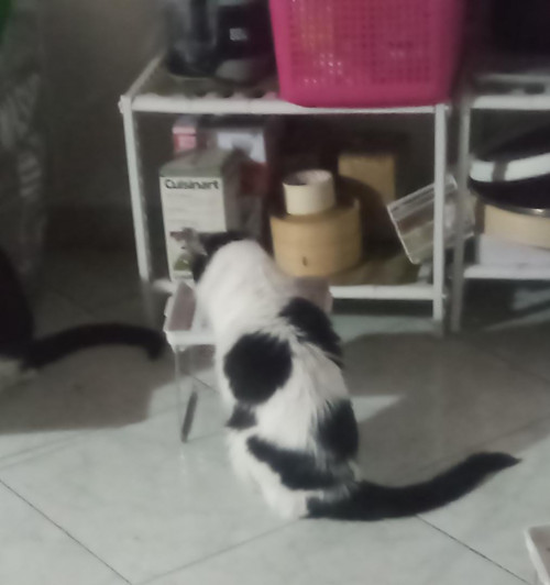 Sue Y Koda