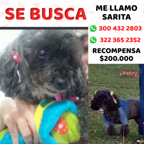 Foto de mascota Sarita