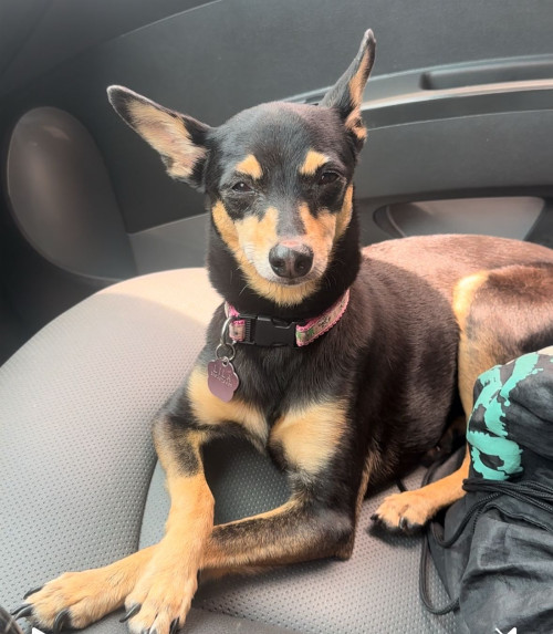 Lila