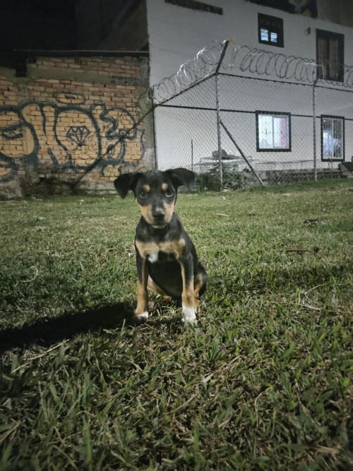 Molí