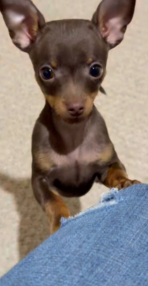 Bruno