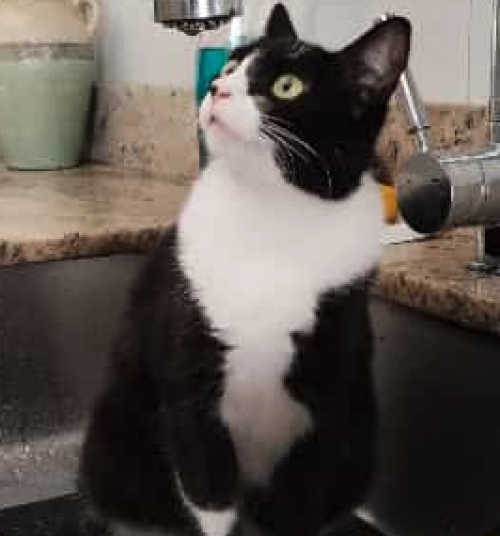 Kiki