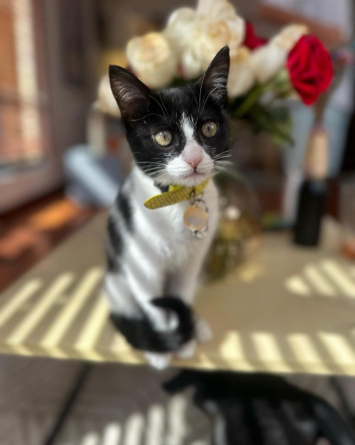 Vicky (victoria)