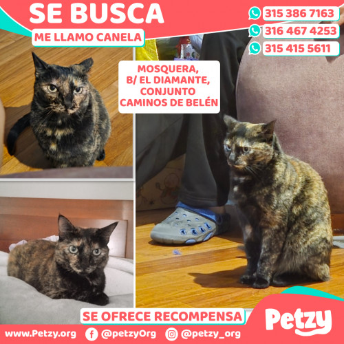 Foto de mascota Canela