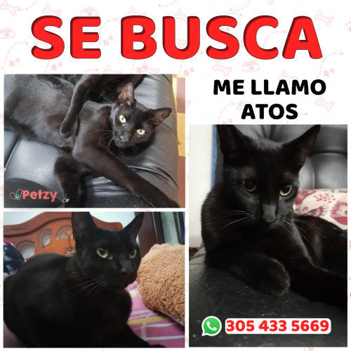 Foto de mascota Atos