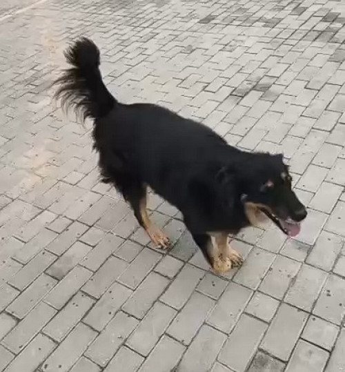 Sultán