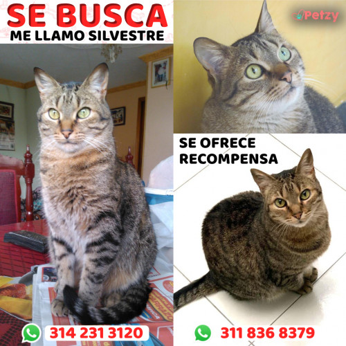 Foto de mascota Silvestre