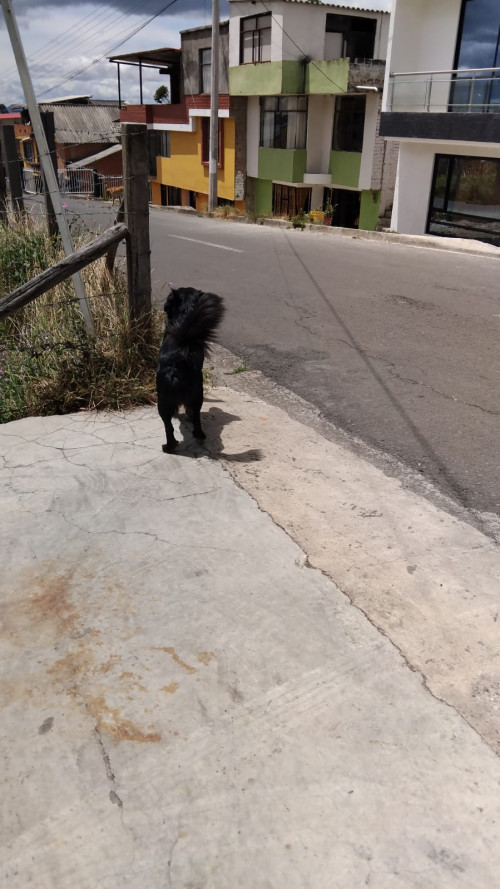 Negro O Negrito