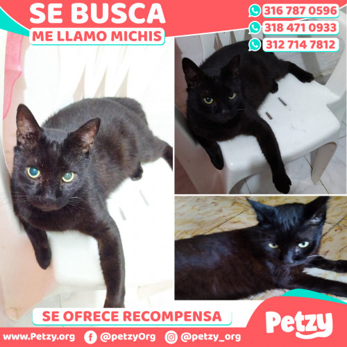 Foto de mascota Michis