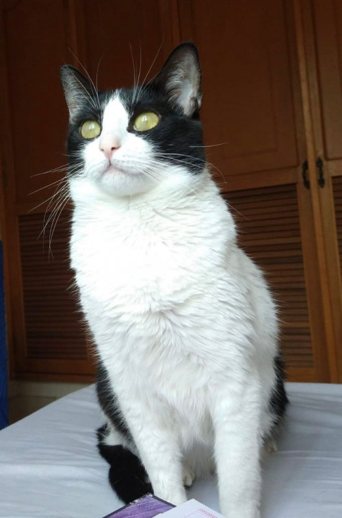 Bonnie